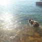 Me encanta la playa y nadar. Sobre todo si es persiguiendo palitos o pelotas! 